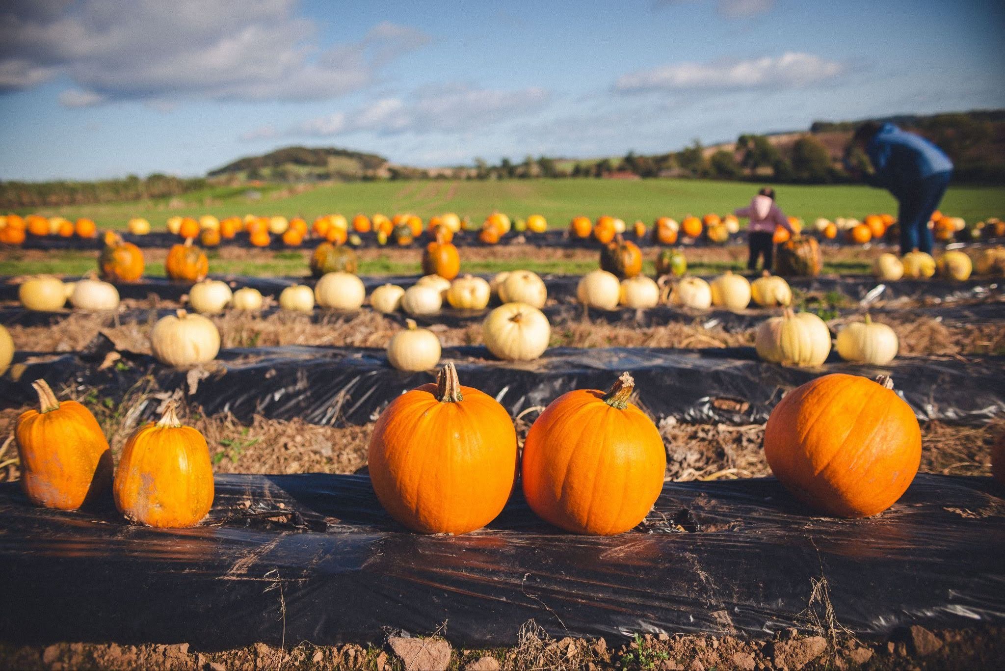 Several rows of pumpkins sit in the foreground while a parent and their child peruse their options in the background