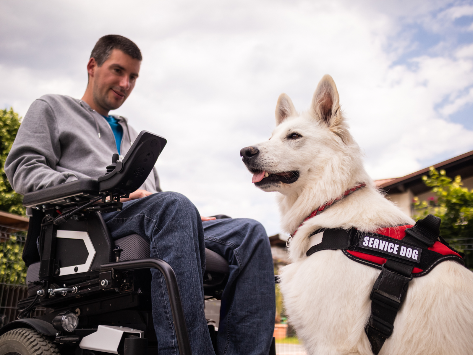 A disabled adult in a wheelchair with a service dog