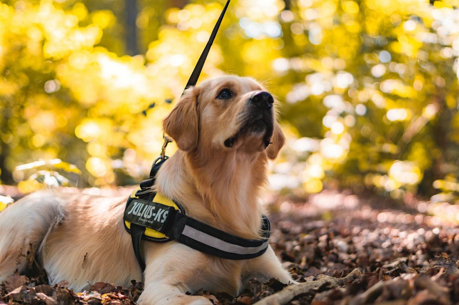 A golden retriever wearing a service dog vest.